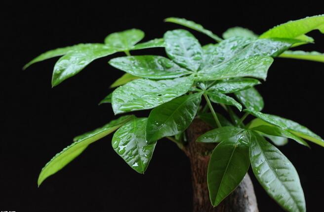 发财树价格是多少 发财树的市场价格 发财树价格是多少 发财树的市场价格