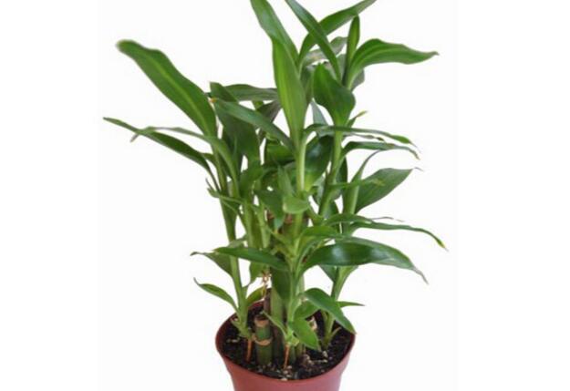 富贵竹怎么水养 富贵竹怎么水养