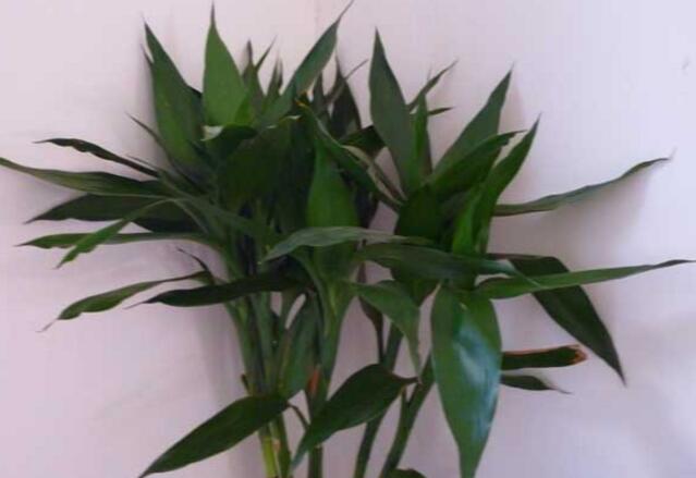 富贵竹怎么水养 富贵竹怎么水养