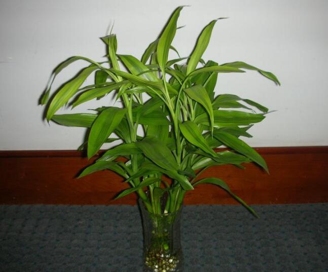 富贵竹长根后怎么养呢 富贵竹长根后怎么养呢