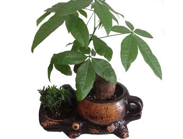 发财树的养殖方法和养护方法