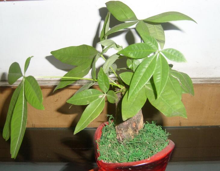 发财树的养殖方法和养护方法