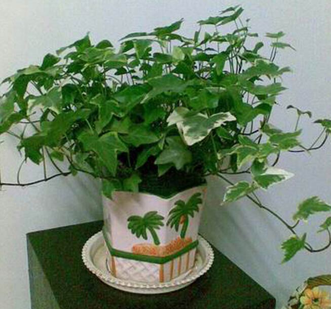 中华常春藤怎么养