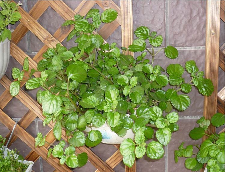 中华常春藤怎么养