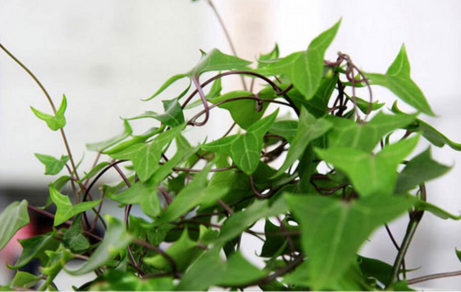 中华常春藤怎么养