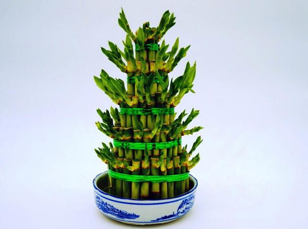 富贵竹怎么土养