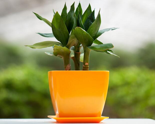 富贵竹怎么土养