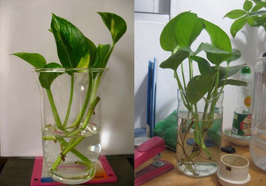 花卉绿萝的作用是什么