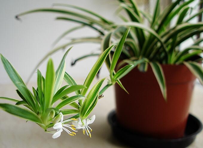 吊兰的种类及作用