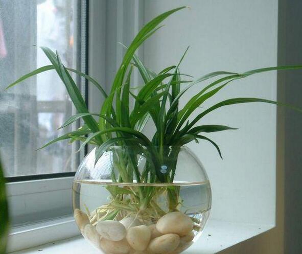 吊兰的种类及作用