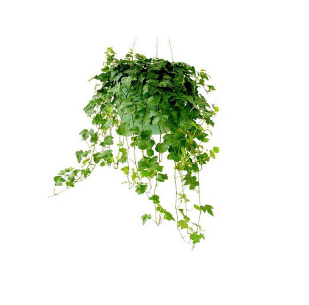 盆栽常春藤图片