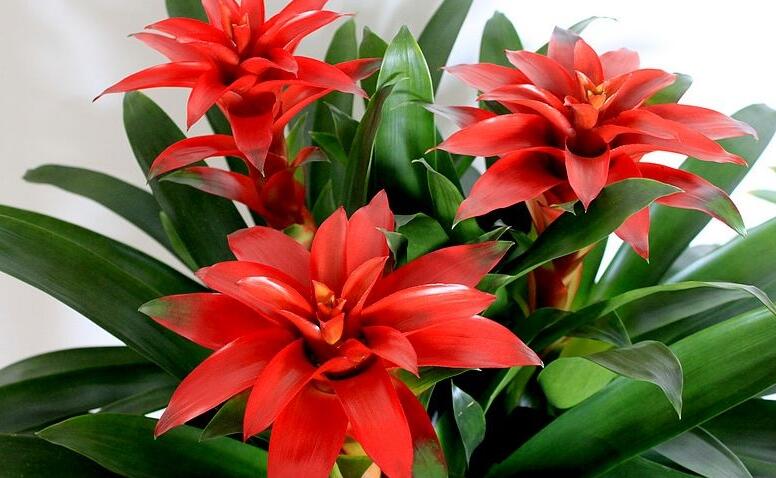 鸿运当头怎么养