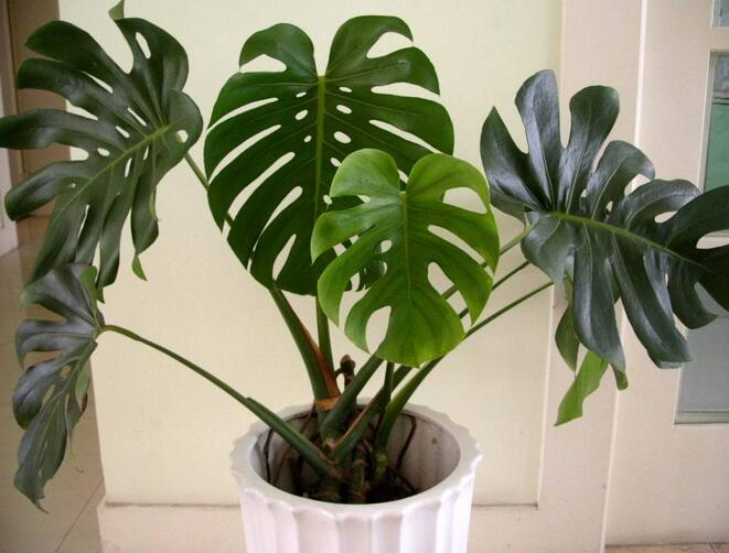 防电磁辐射植物