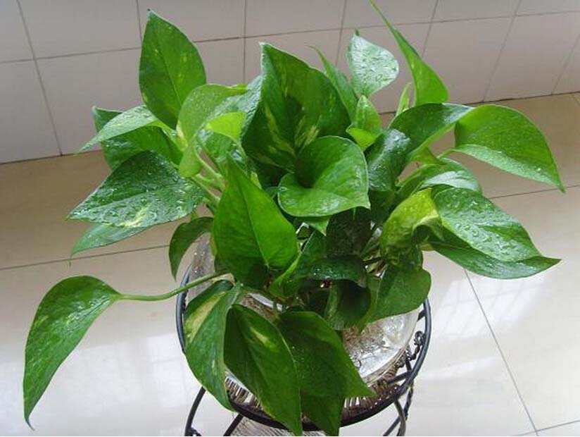防电磁辐射植物