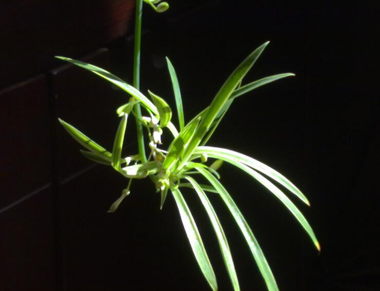 金边吊兰的作用