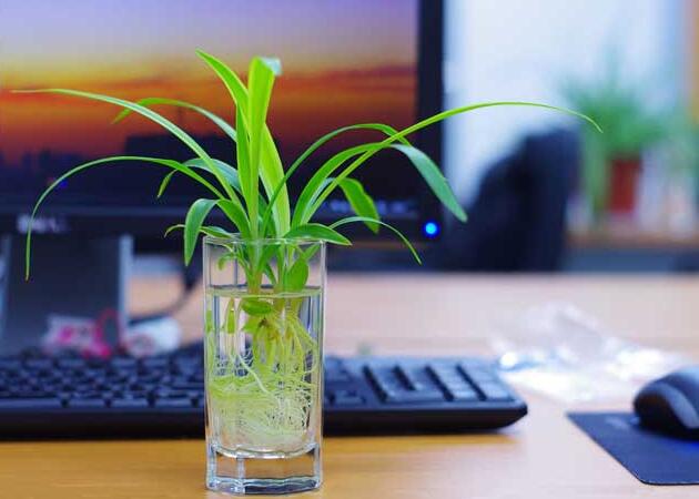 金边吊兰的作用