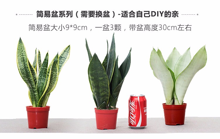 金边虎尾兰怎么养