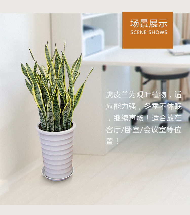 金边虎尾兰怎么养