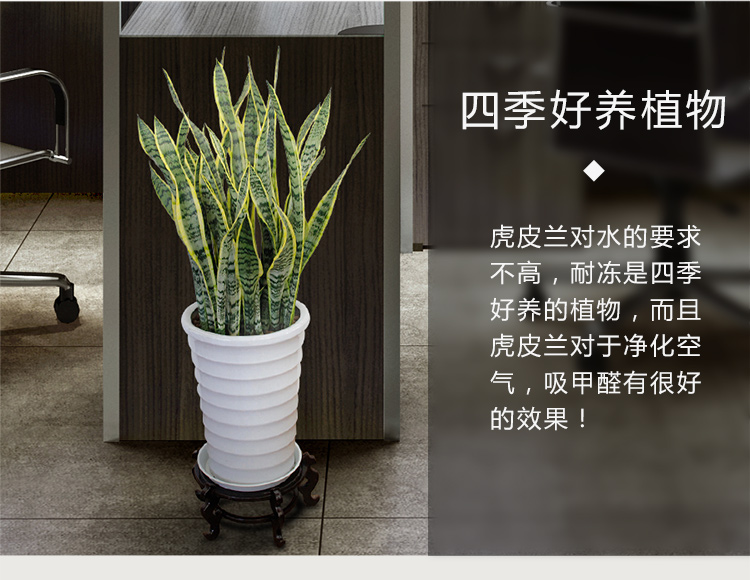 金边虎尾兰怎么养