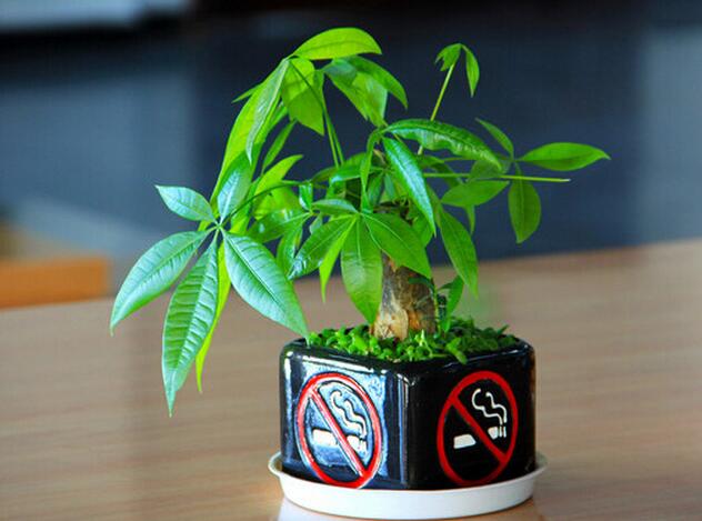 发财树怎么养及图片 发财树怎么养及图片