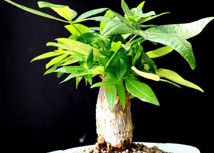 发财树怎么养及图片 发财树怎么养及图片