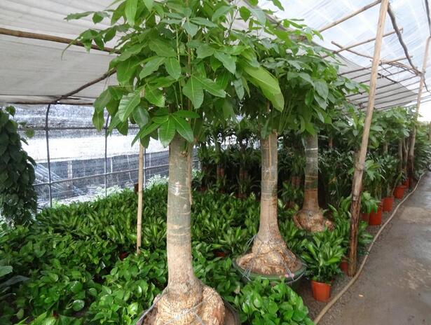 元宝树如何养 元宝树如何养