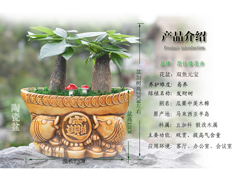 元宝树如何养 元宝树如何养