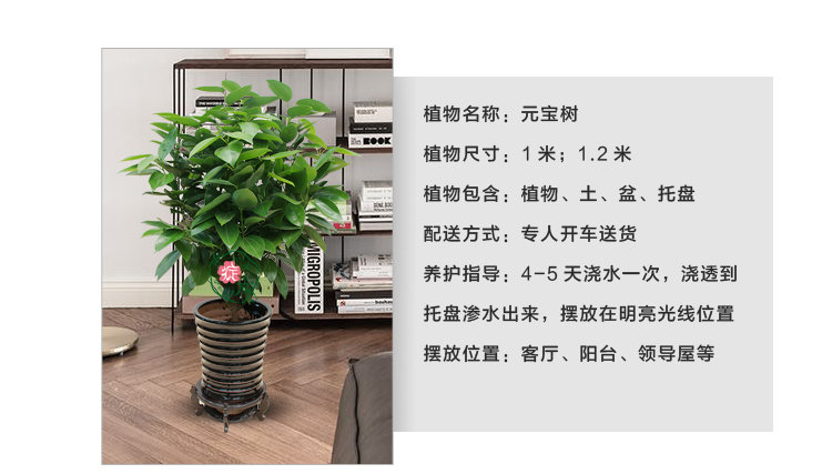 元宝树如何养 元宝树如何养