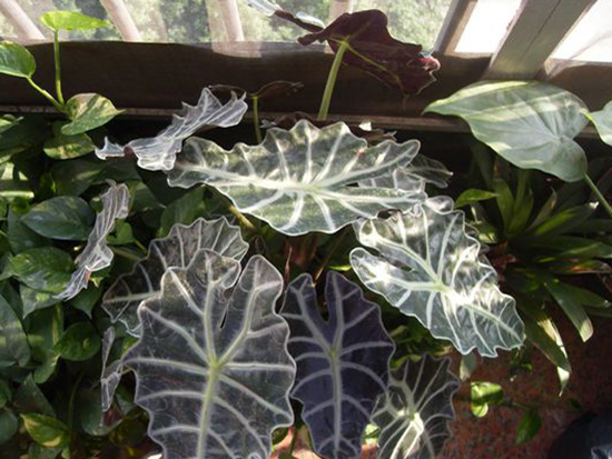 2017年家居风水植物——黑叶观音莲
