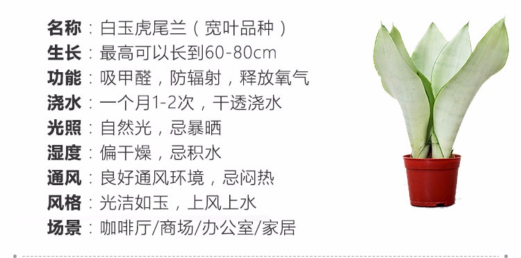 虎尾兰图片跟作用