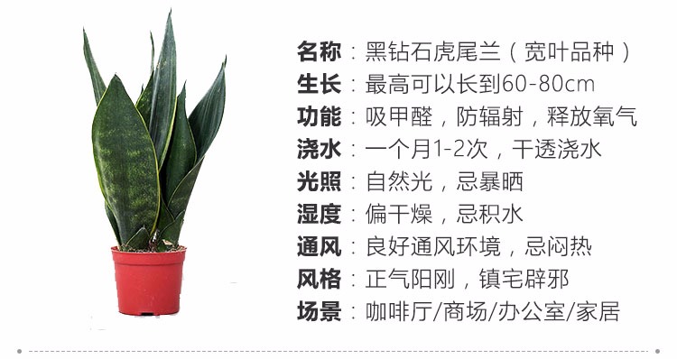 金边虎尾兰的作用 金边虎尾兰的作用