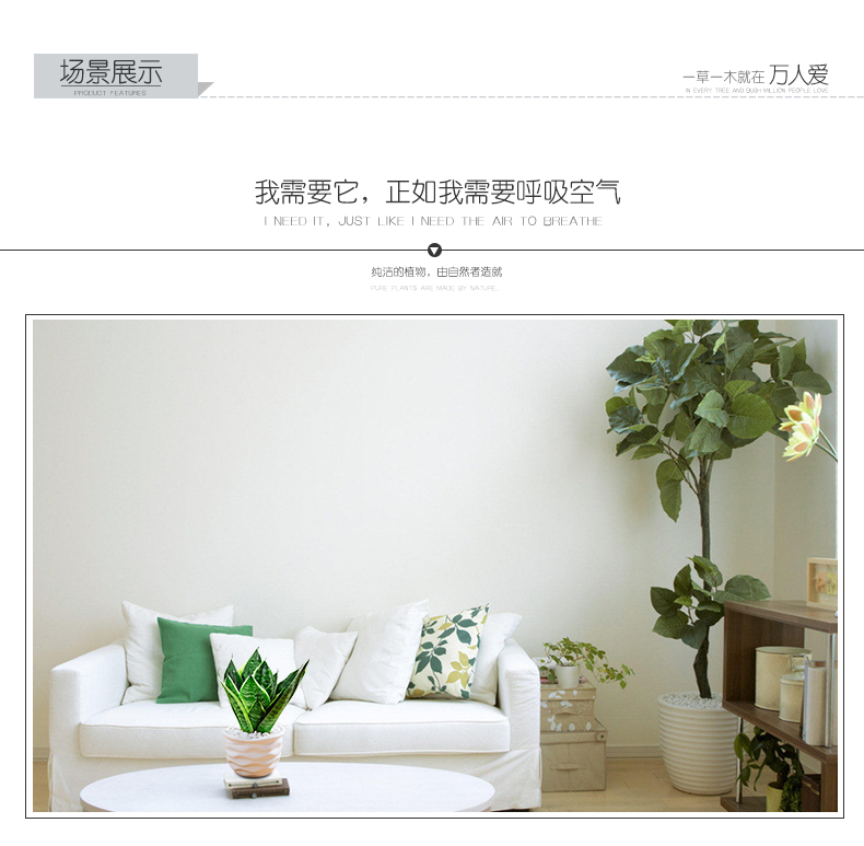 虎尾兰图片大全大图 虎尾兰图片大全大图