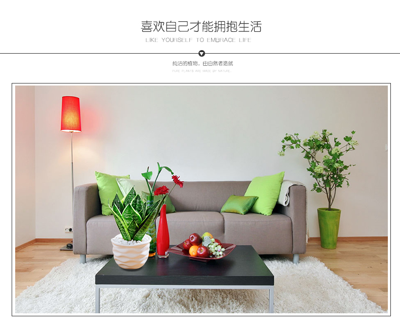 虎尾兰图片大全大图 虎尾兰图片大全大图