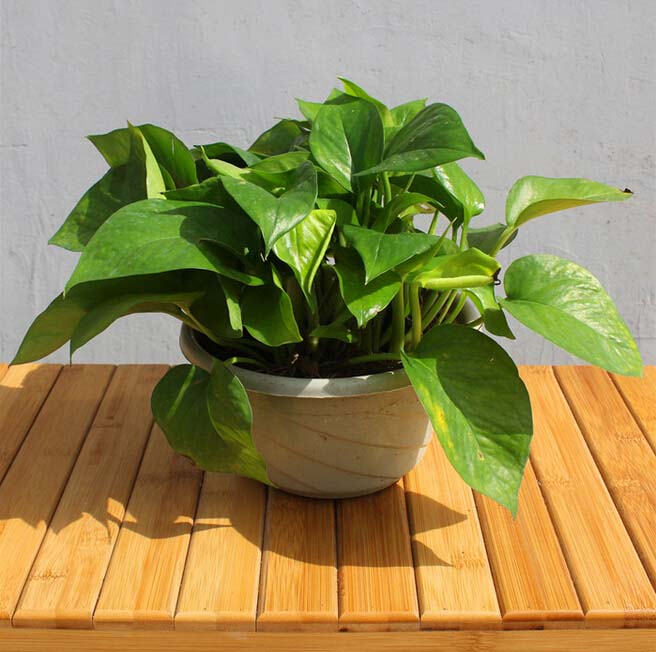 防辐射植物有用吗 防辐射植物有用吗