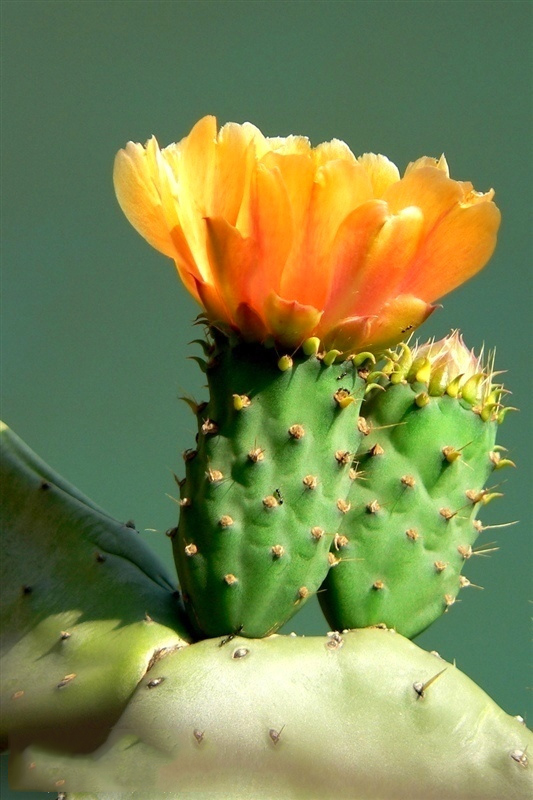 防辐射植物有用吗 防辐射植物有用吗