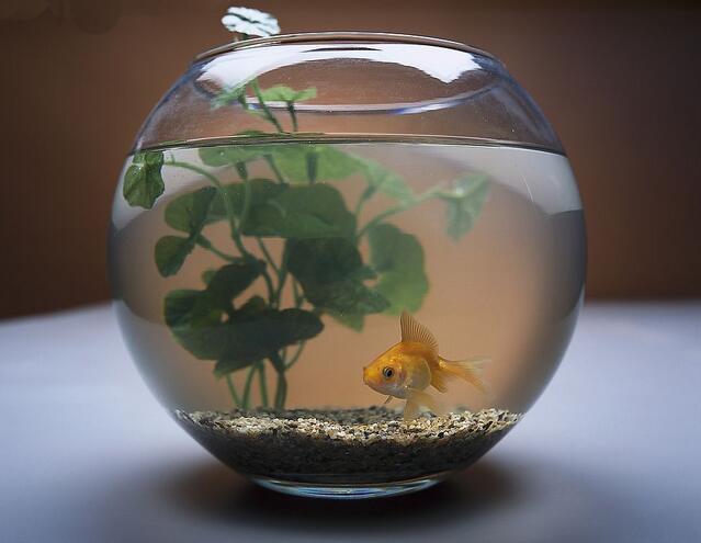 鱼缸尺寸选择 鱼缸尺寸选择