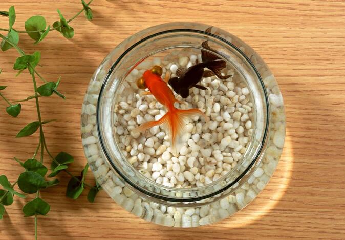 鱼缸尺寸选择 鱼缸尺寸选择