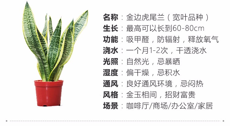 虎皮兰的养殖方法和注意事项 虎皮兰的养殖方法和注意事项