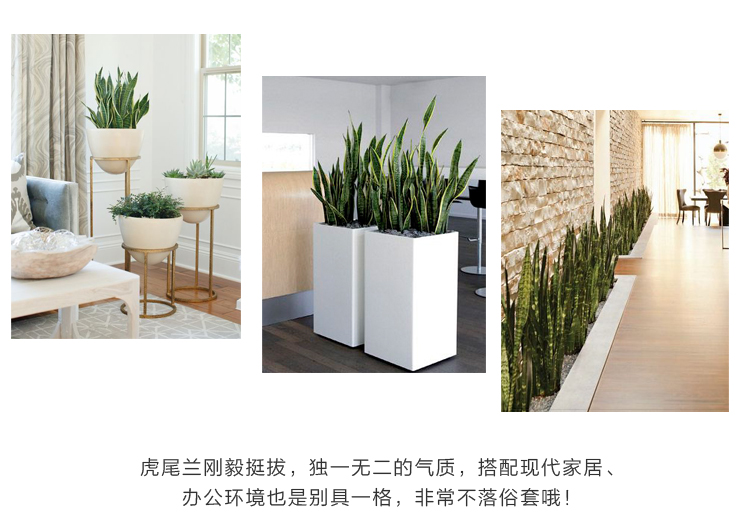 虎皮兰的养殖方法和注意事项 虎皮兰的养殖方法和注意事项