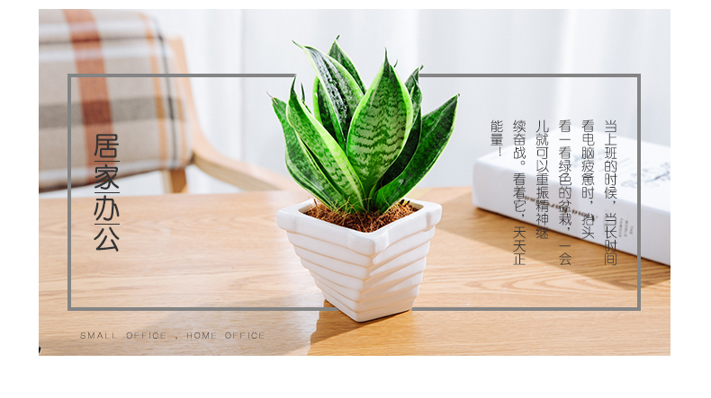 虎皮兰的养殖方法和注意事项 虎皮兰的养殖方法和注意事项