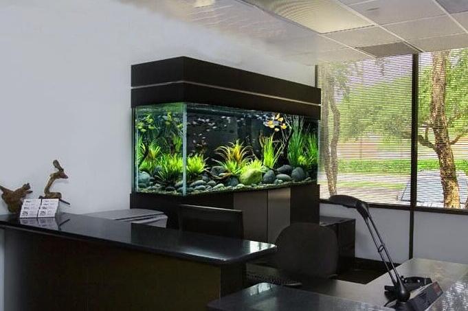 门口放鱼缸风水 门口放鱼缸风水