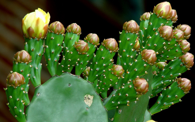 什么植物防辐射好