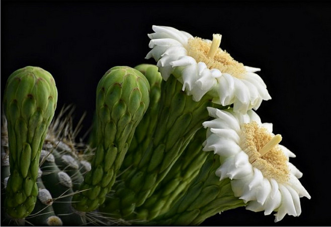 什么植物防辐射好