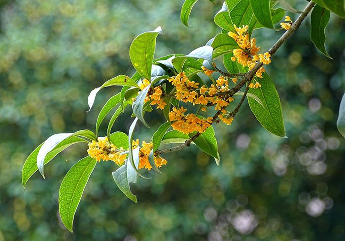 桂花树为什么不开花