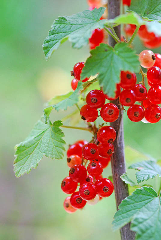 灯笼果的功效与作用 灯笼果的功效与作用