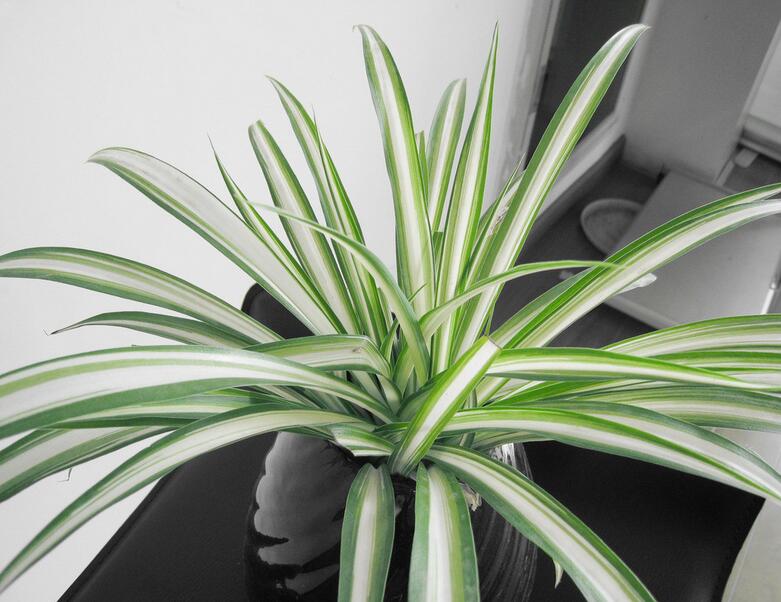 金鱼吊兰的作用 金鱼吊兰的作用