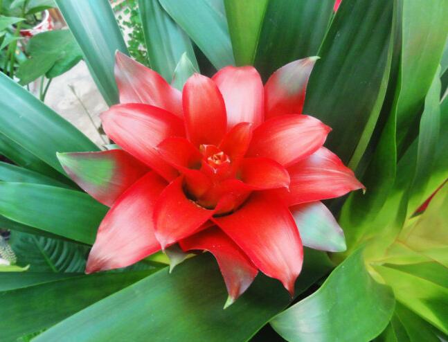 鸿运当头图片 鸿运当头图片