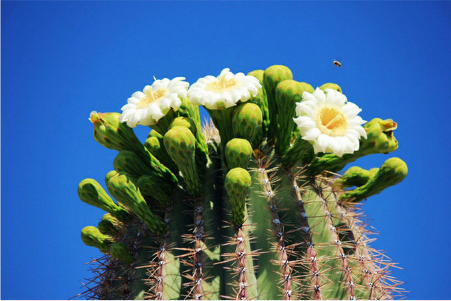 仙人指的养殖方法