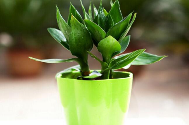 家居风水植物宜忌 家居风水植物宜忌