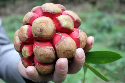布福娜的功效与作用 布福娜的功效与作用
